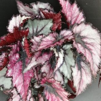 Begonia Magma Magic colors