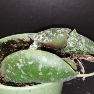 Hoya imbricata