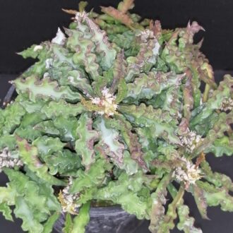 Euphorbia decaryi