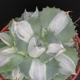 Agave Hina Hoy