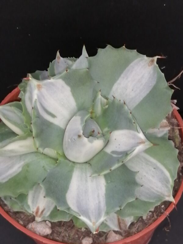 Agave Hina Hoy