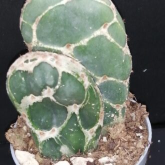 Opuntia reticulata Cobra