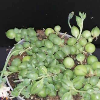 Senecio rowleyanus