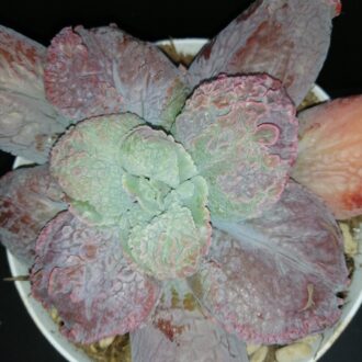Echeveria linguas