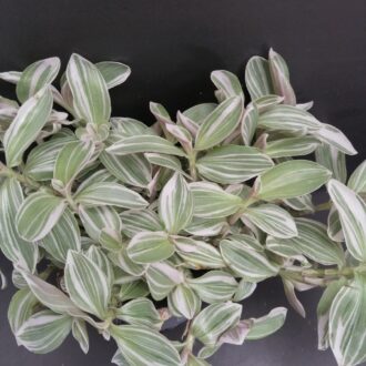 Tradescantia White Cobra