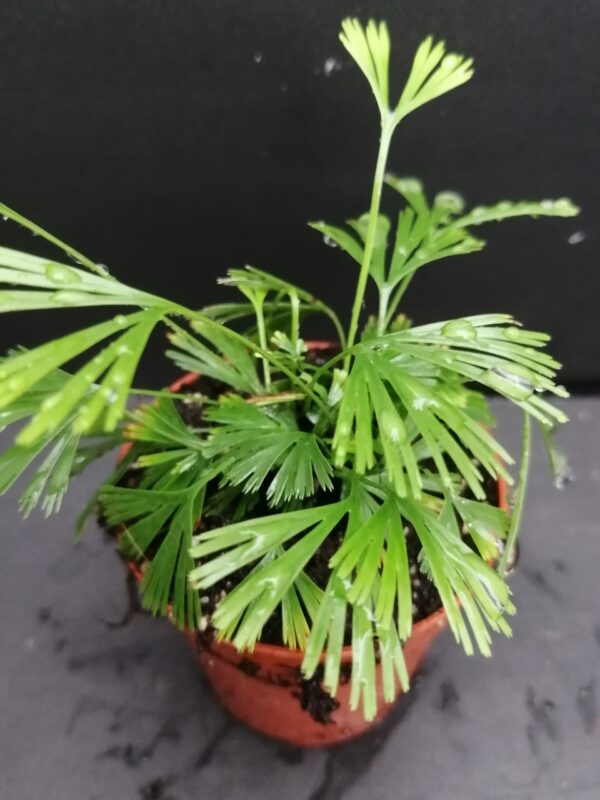 Actiniopteris radiata