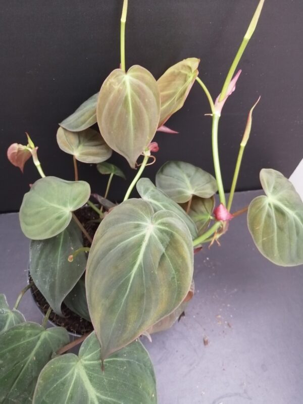 Philodendron micans
