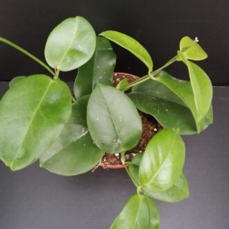 Hoya dimorpha