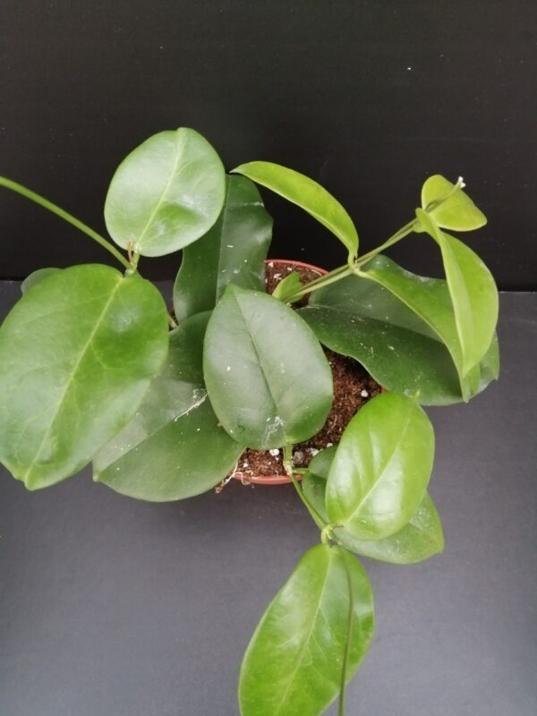 Hoya dimorpha