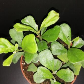 Hoya manipurensis