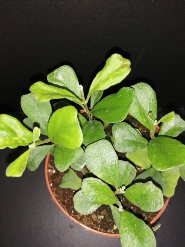 Hoya manipurensis