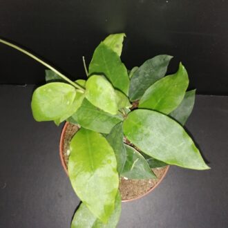 Hoya Patricia