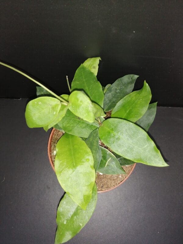 Hoya Patricia