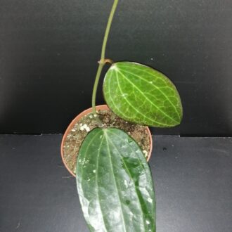 Hoya polystachya