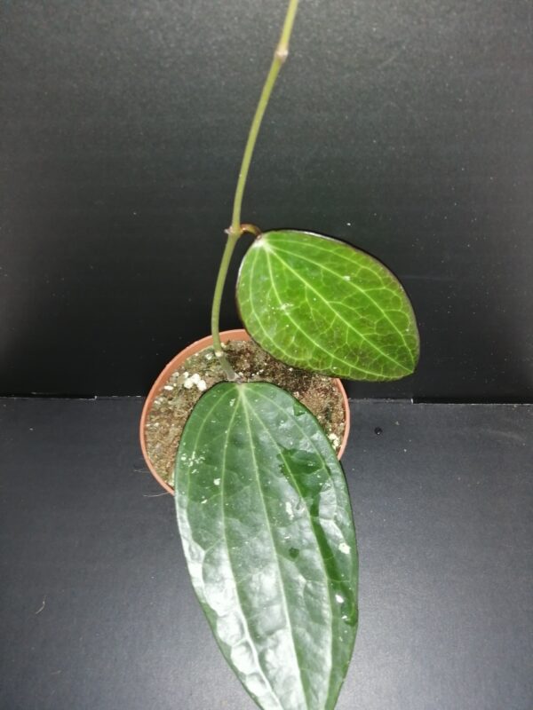 Hoya polystachya