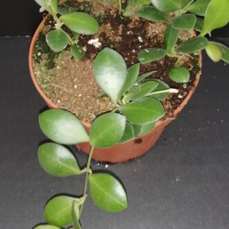 Hoya panchoi