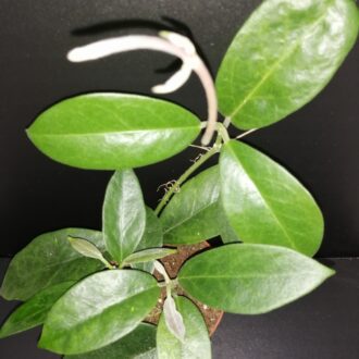 Hoya albiflora