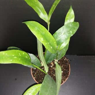 Hoya lobbii