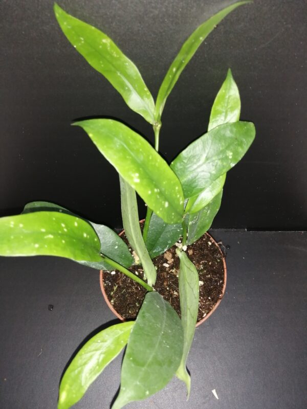 Hoya lobbii