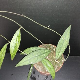 Hoya clemensiorum