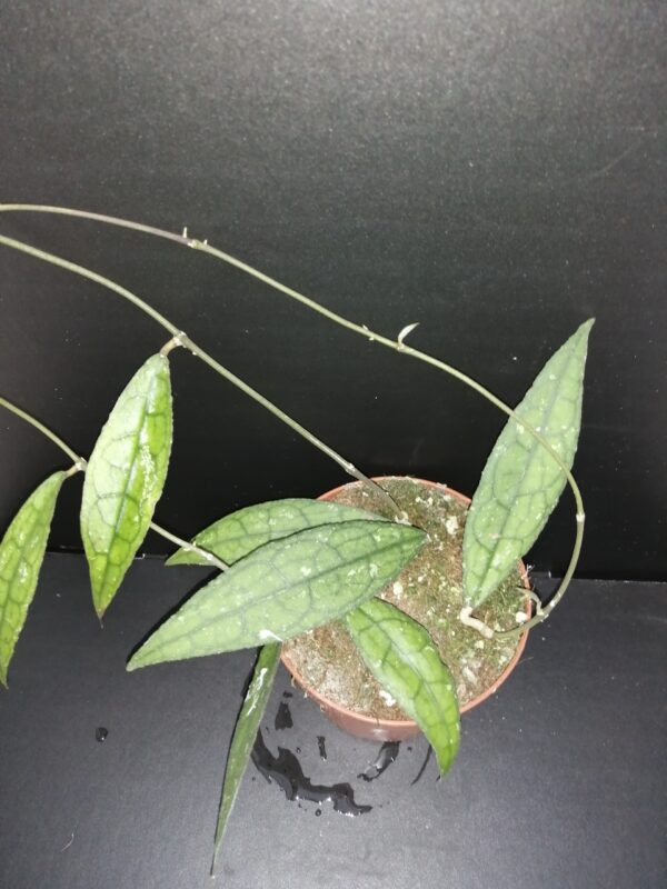 Hoya clemensiorum