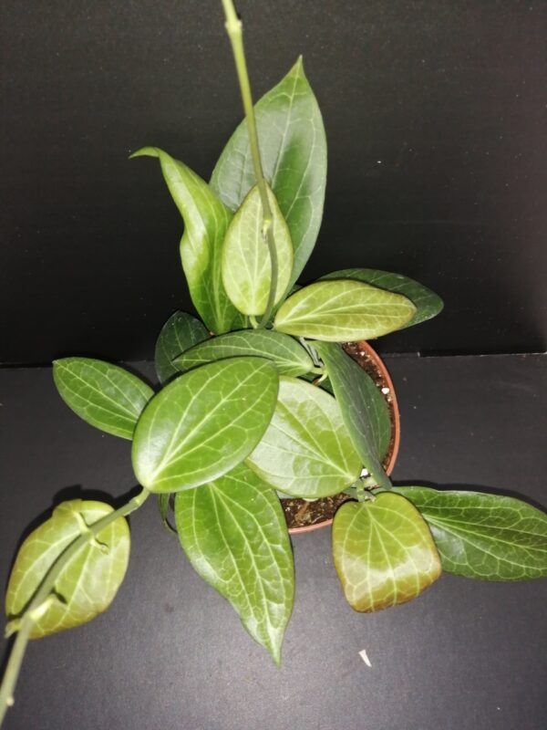 Hoya hellwigiana