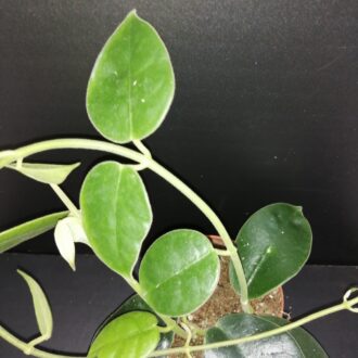 Hoya gigas