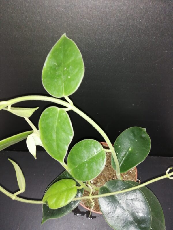 Hoya gigas