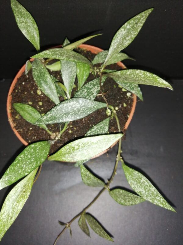 Hoya parviflora EPC341