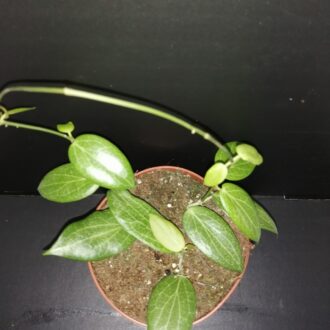 Hoya fichtii