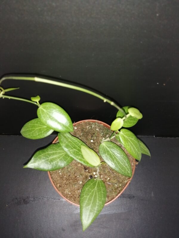 Hoya fichtii