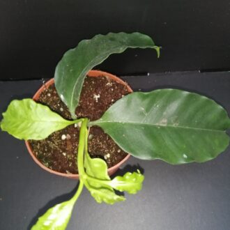 Hoya multiflora ipps