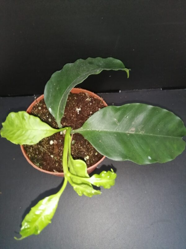 Hoya multiflora ipps