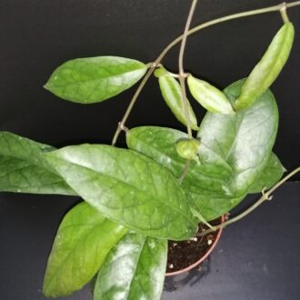 Hoya finlaysonii