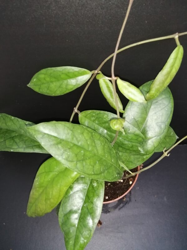 Hoya finlaysonii