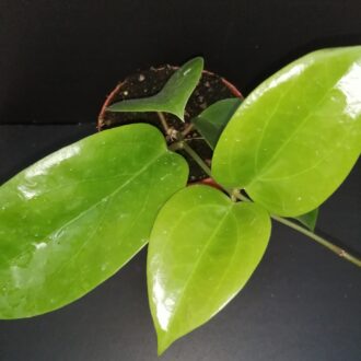 Hoya surigaoensis