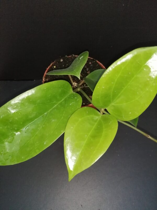 Hoya surigaoensis