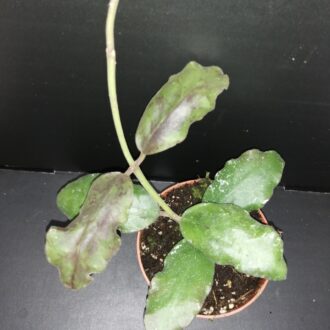 Hoya waymaniae