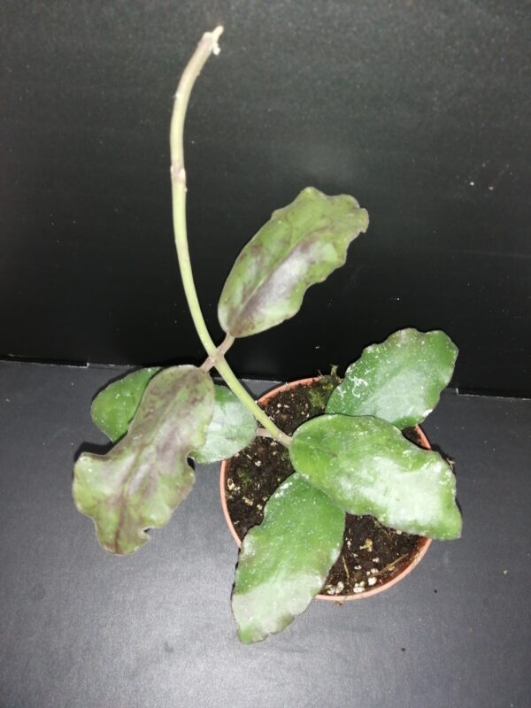 Hoya waymaniae
