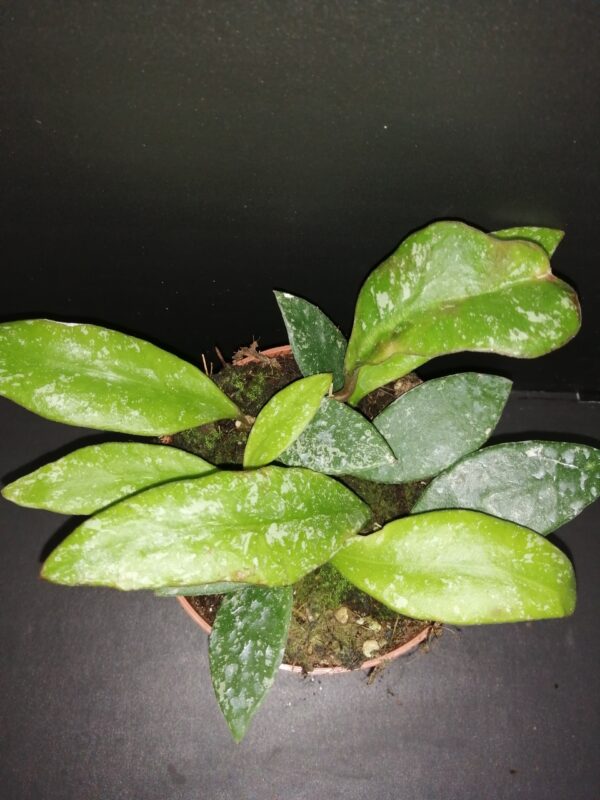 Hoya rundumensis splash