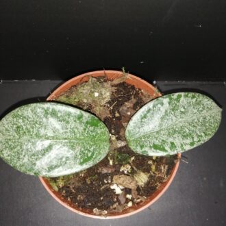 Hoya Grey Ghost