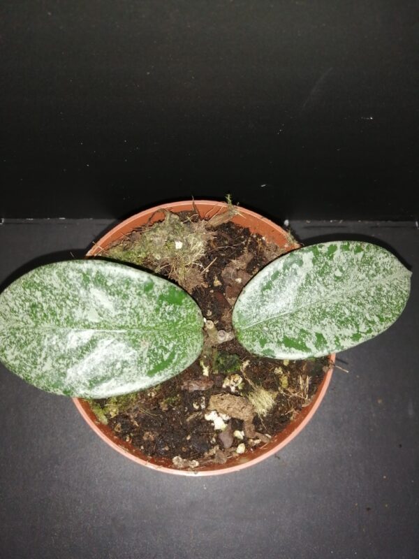Hoya Grey Ghost