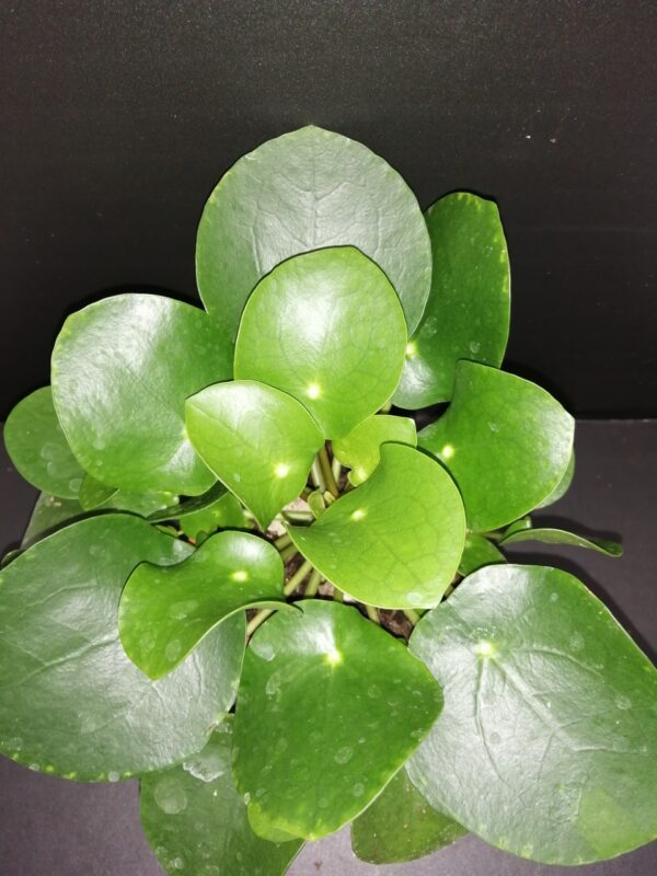 Pilea peperomioides (Copia)