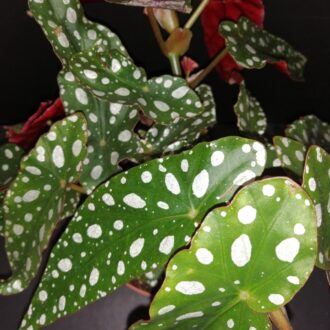 Begonia maculata var. wightii
