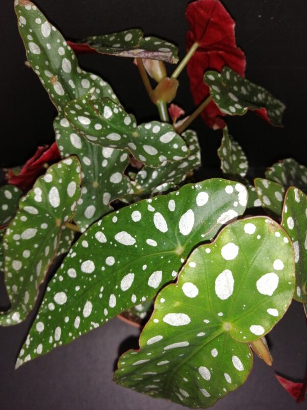 Begonia maculata var. wightii