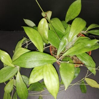 Hoya nicholsoniae
