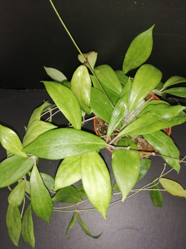 Hoya nicholsoniae