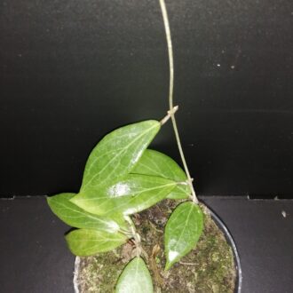 Hoya nicholsoniae