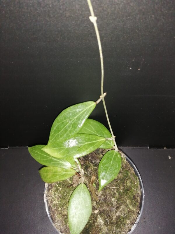 Hoya nicholsoniae