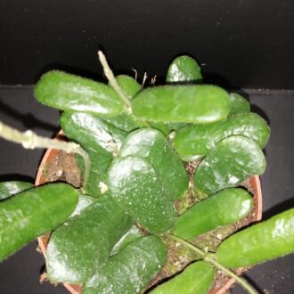Hoya rotundiflora